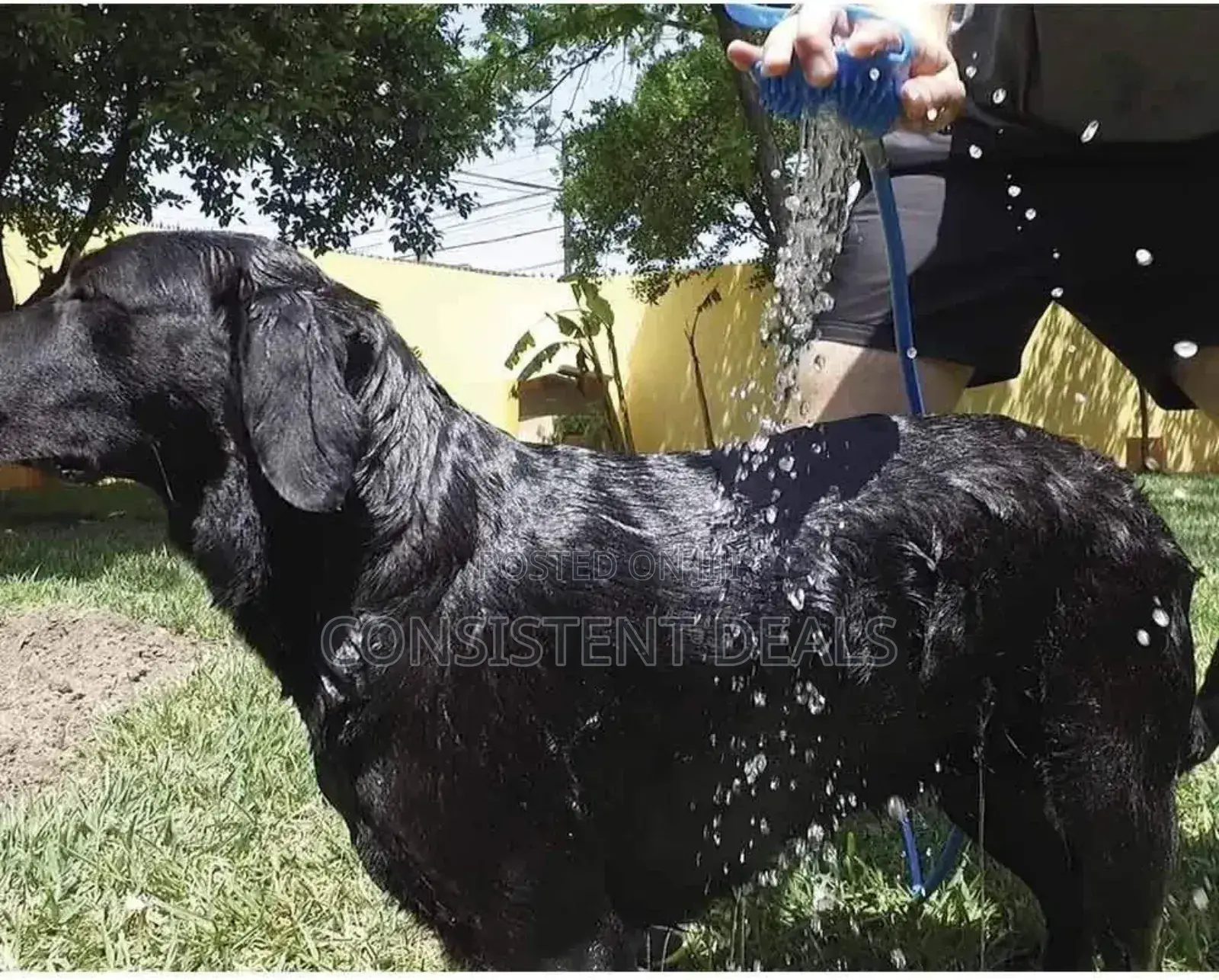 2 In 1 Dog Shower Sprayer, Pet Bath Tool, Pet Shower Sprayer