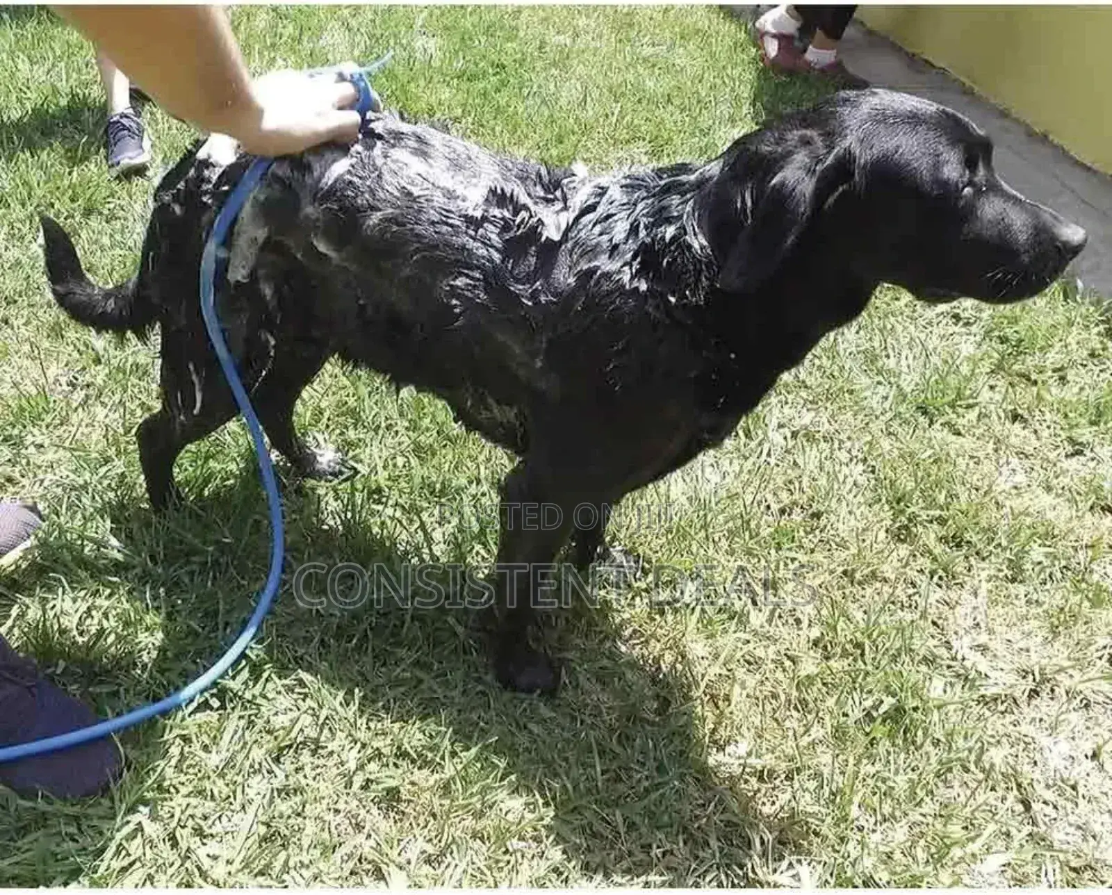 2 In 1 Dog Shower Sprayer, Pet Bath Tool, Pet Shower Sprayer