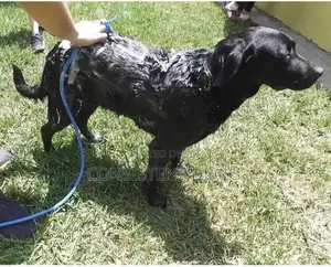2 In 1 Dog Shower Sprayer, Pet Bath Tool, Pet Shower Sprayer