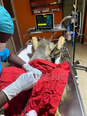 Pet Hospital