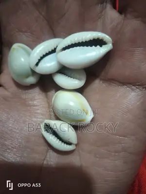 White Cowrie Shells :