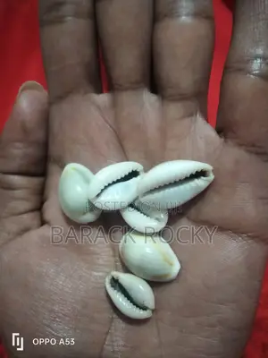 White Cowrie Shells :