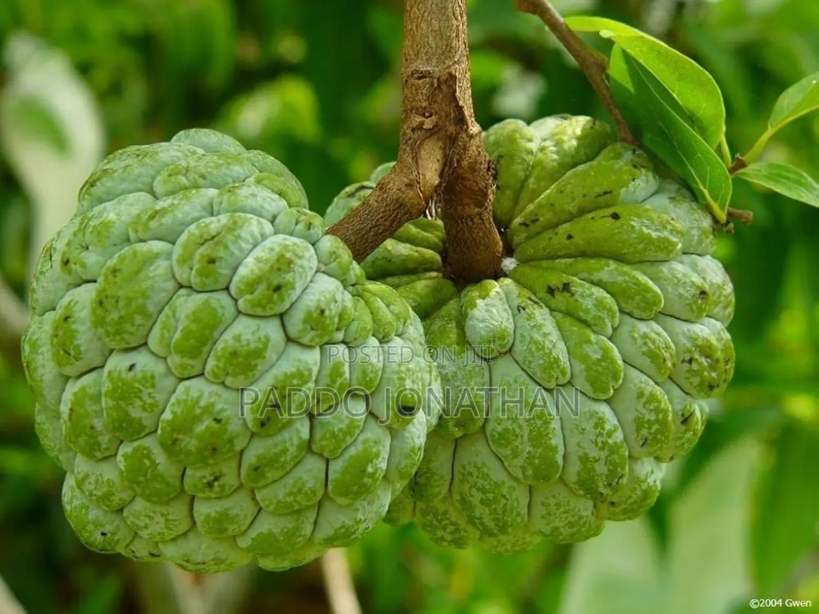 Custard Apple Seedlings