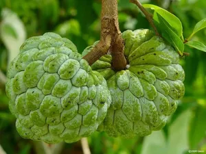 Custard Apple Seedlings