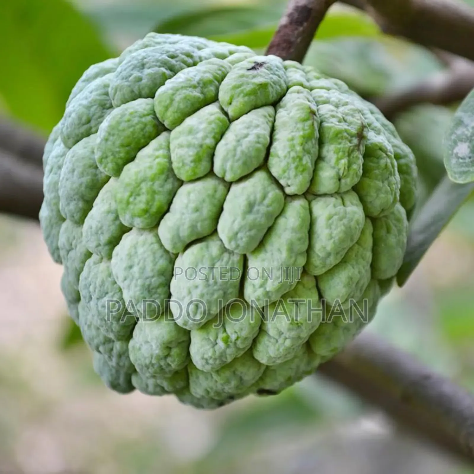 Custard Apple Seedlings