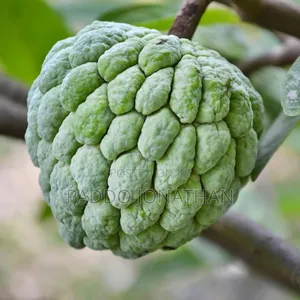 Custard Apple Seedlings