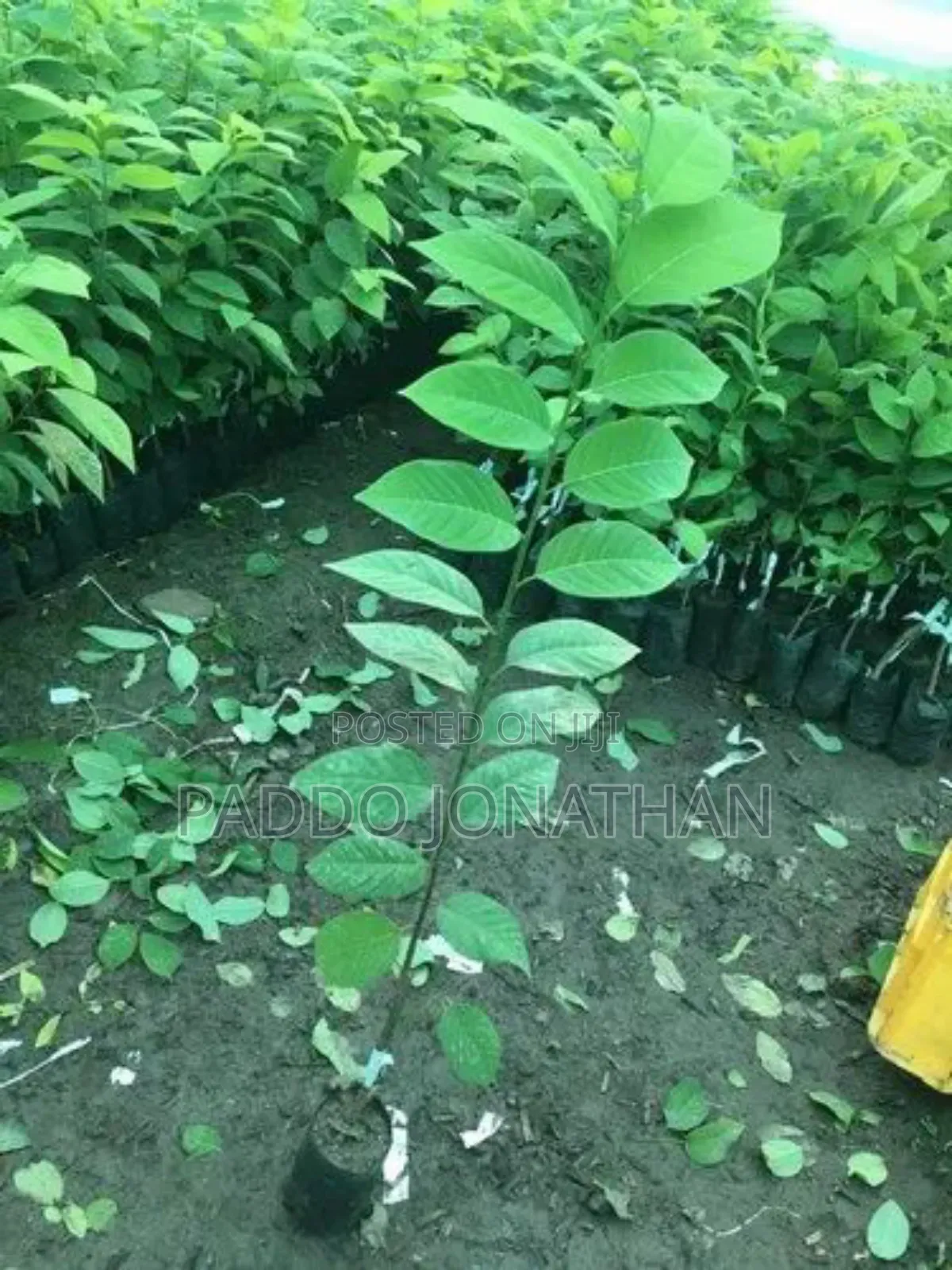 Custard Apple Seedlings