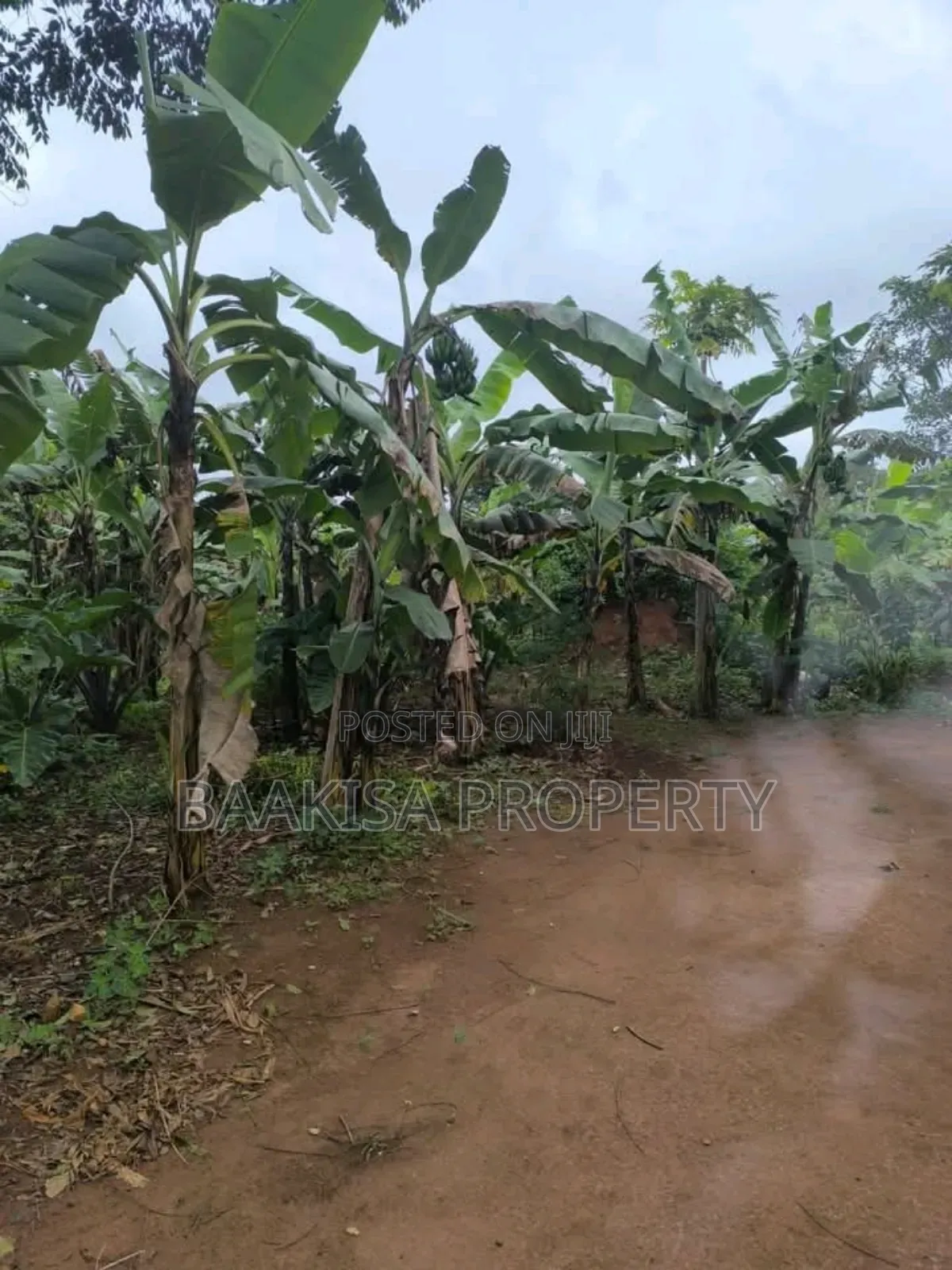 45ft by 50ft Plot on Sell in Matugga Buwambo