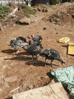 Female Turkeys for Sell