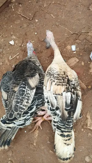 Female Turkeys for Sell