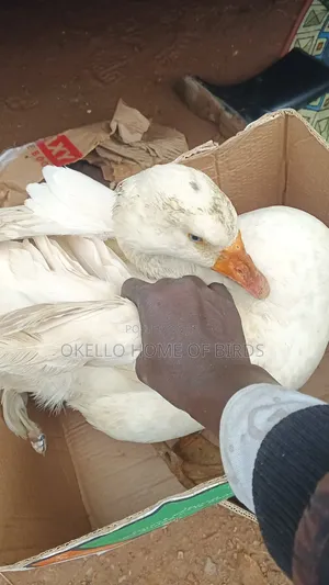 Roman Female Goose