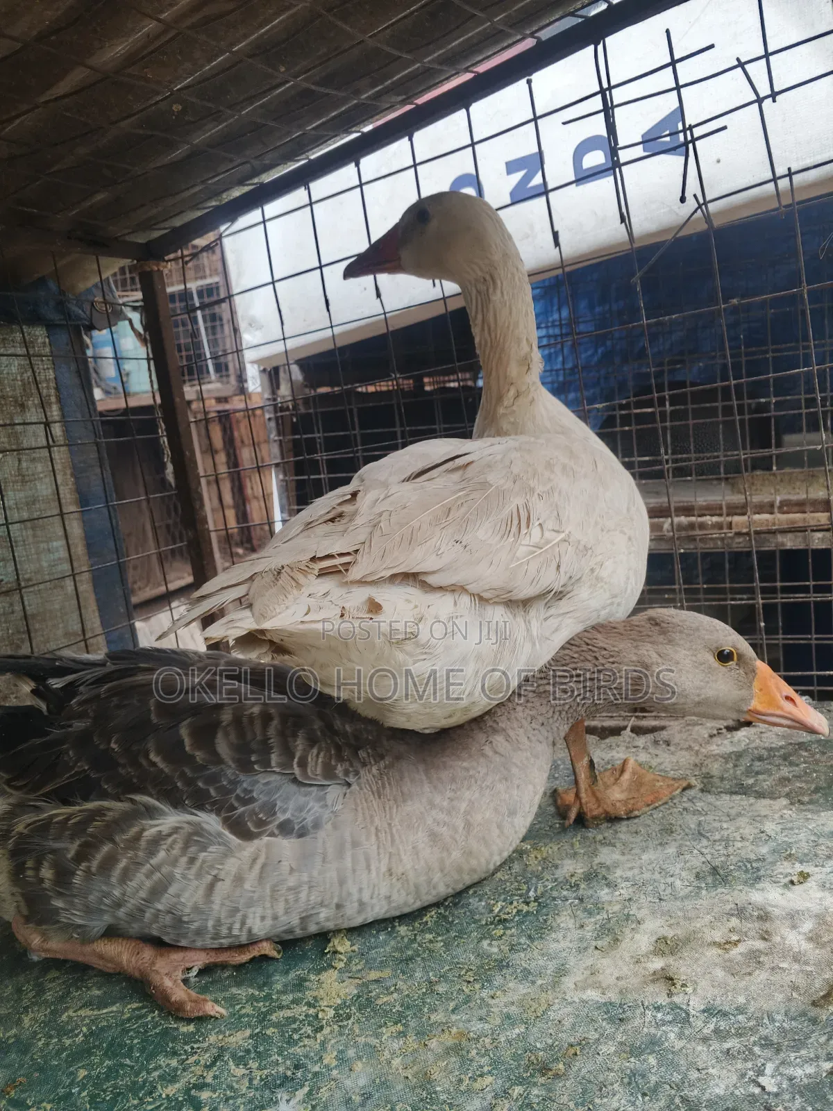 Couple Geese for Sell