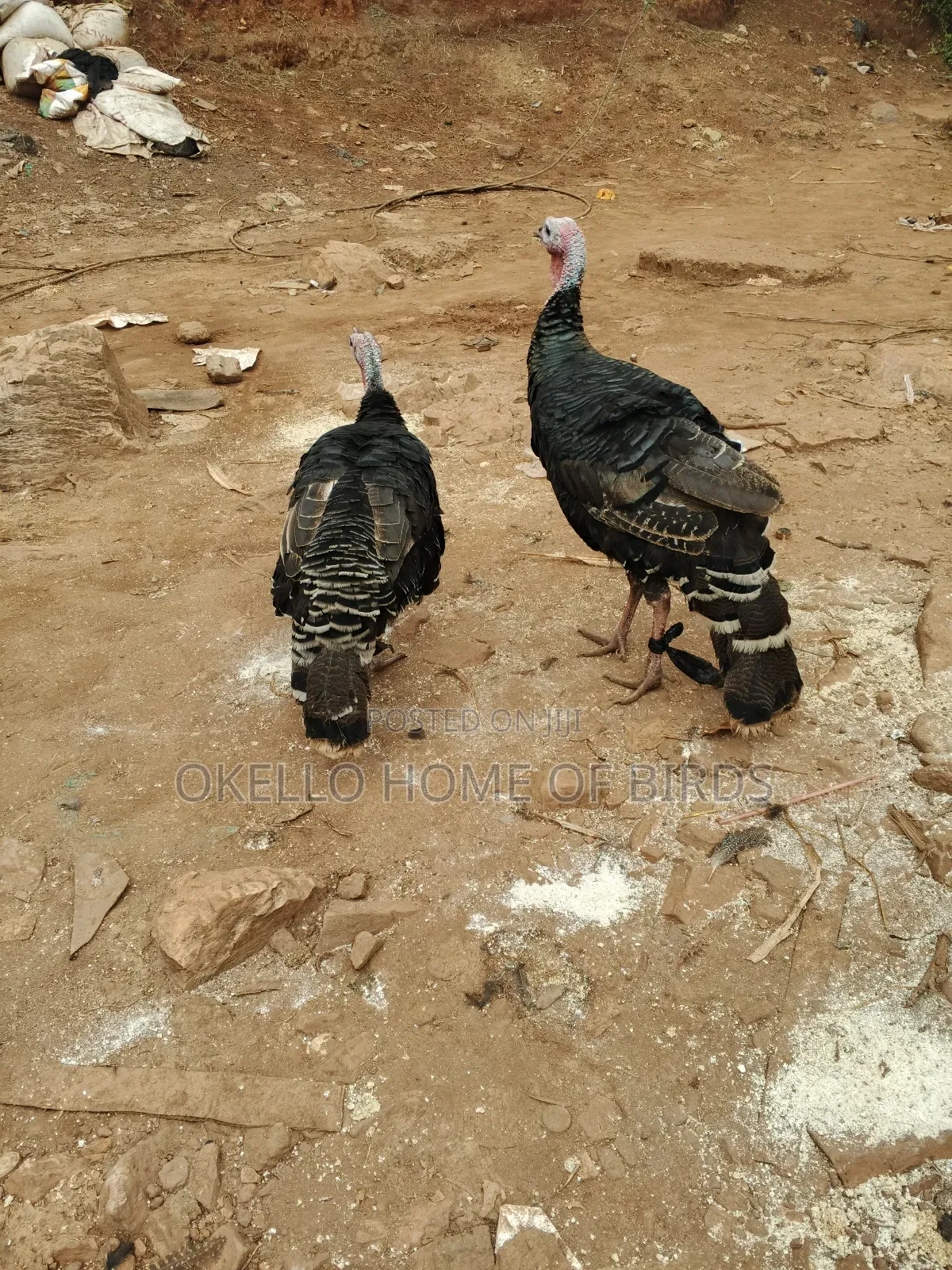 Bronze Male and Female