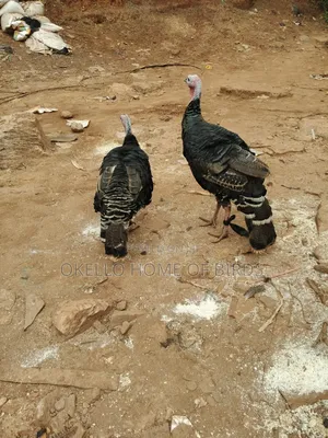 Bronze Male and Female