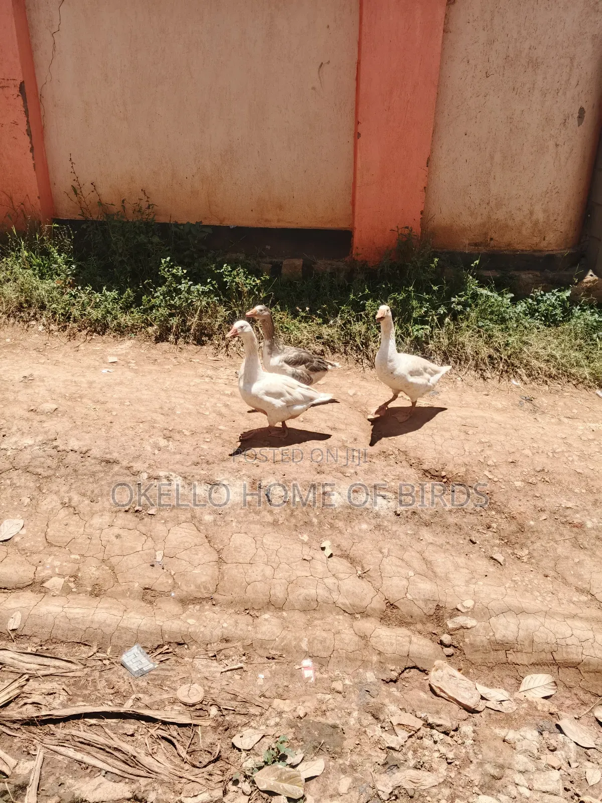 2 Females and 1 Male for Sell