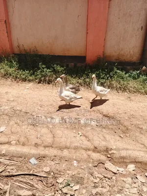 2 Females and 1 Male for Sell