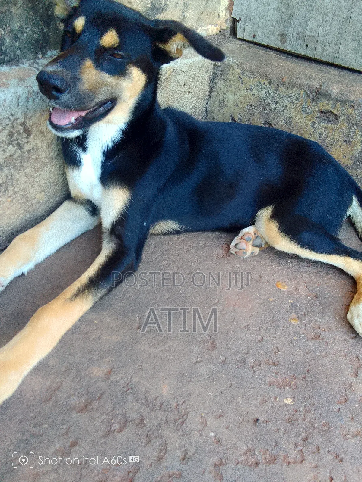 1-3 months Female Mixed Breed German Shepherd