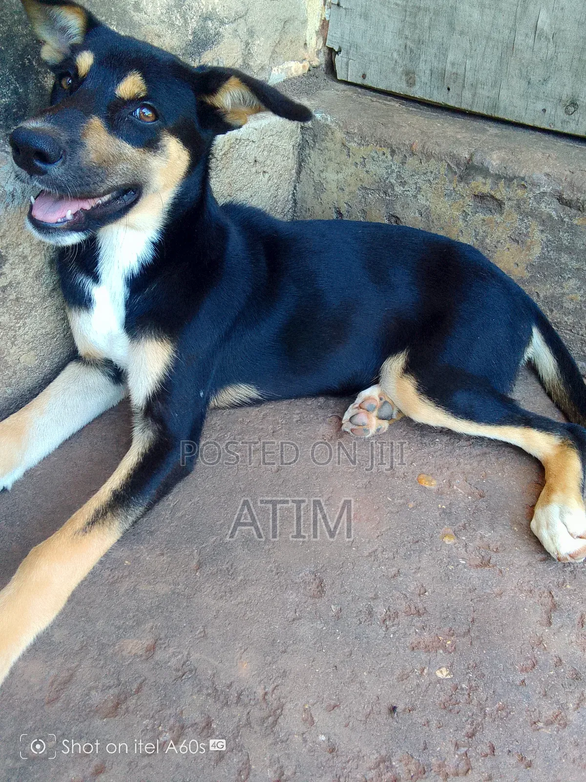 1-3 months Female Mixed Breed German Shepherd