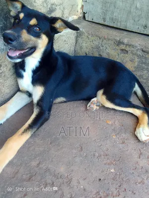 1-3 months Female Mixed Breed German Shepherd