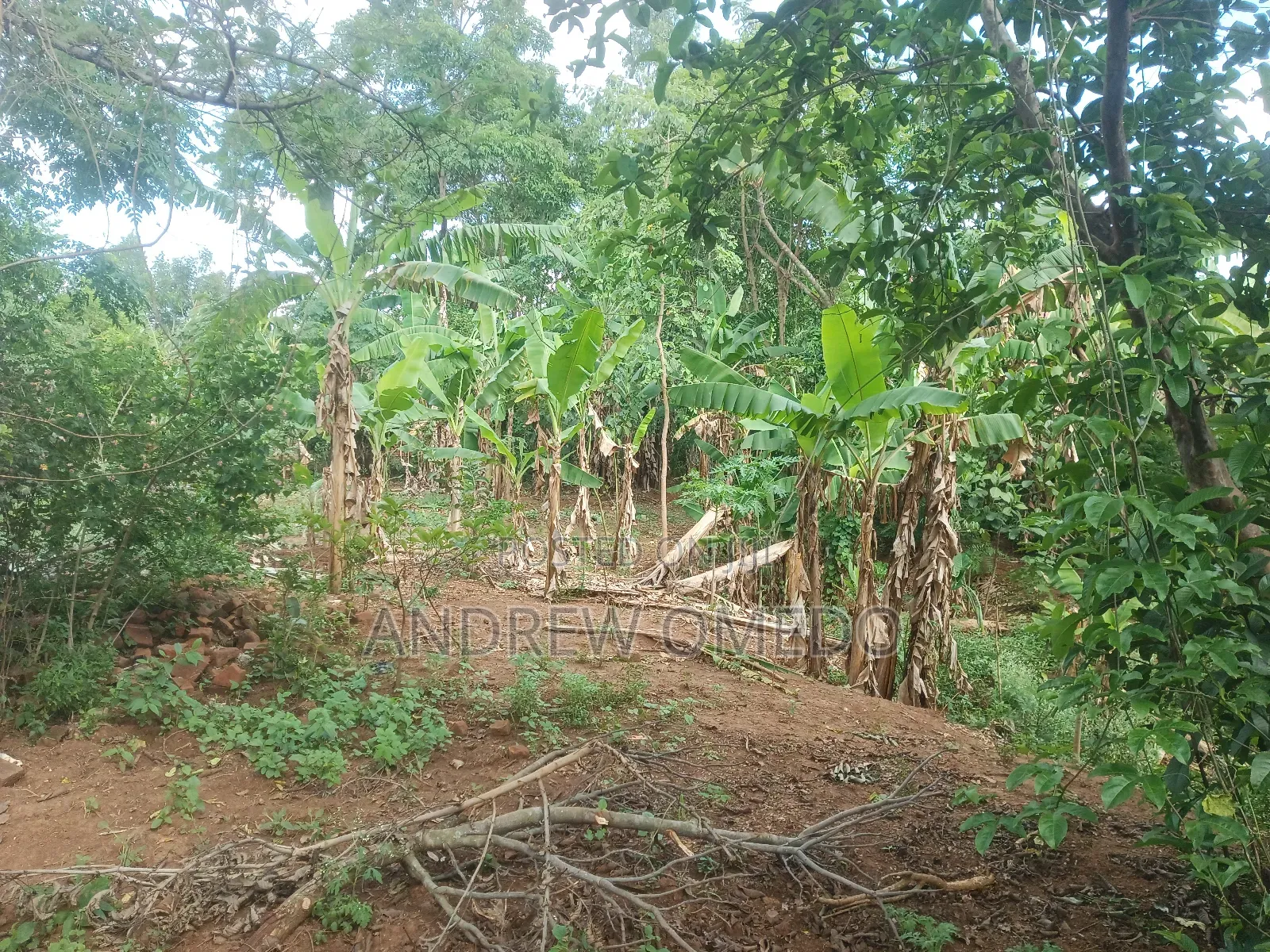 Eastern Pallisa Land for Sale