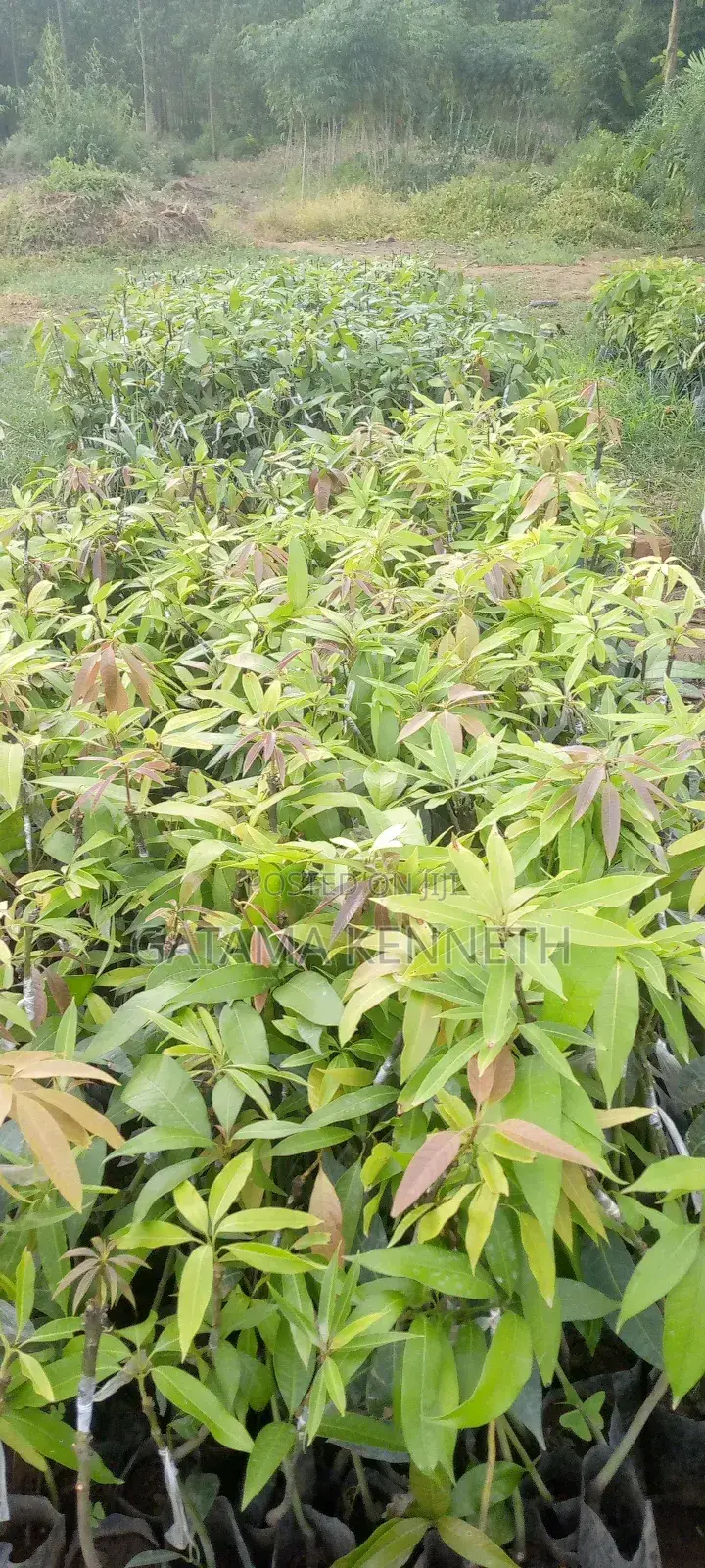 Improved Mango Seedlings