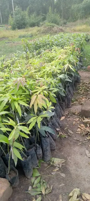 Improved Mango Seedlings