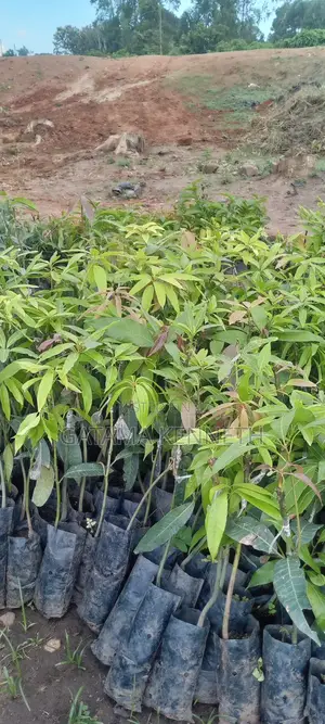 Improved Mango Seedlings