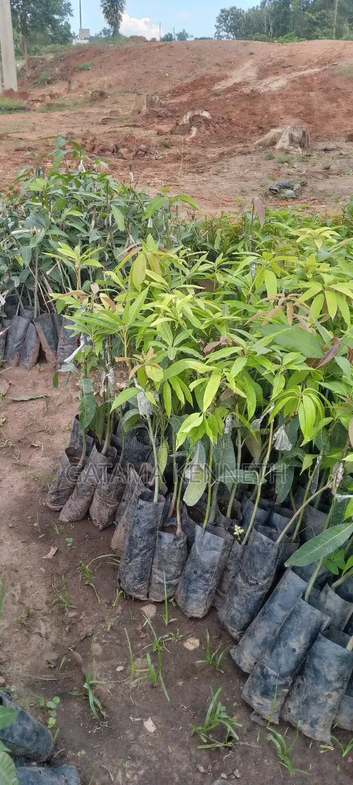 Improved Mango Seedlings