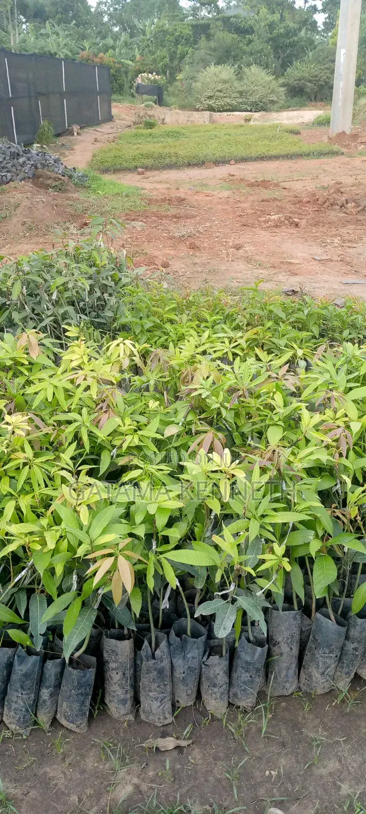 Improved Mango Seedlings