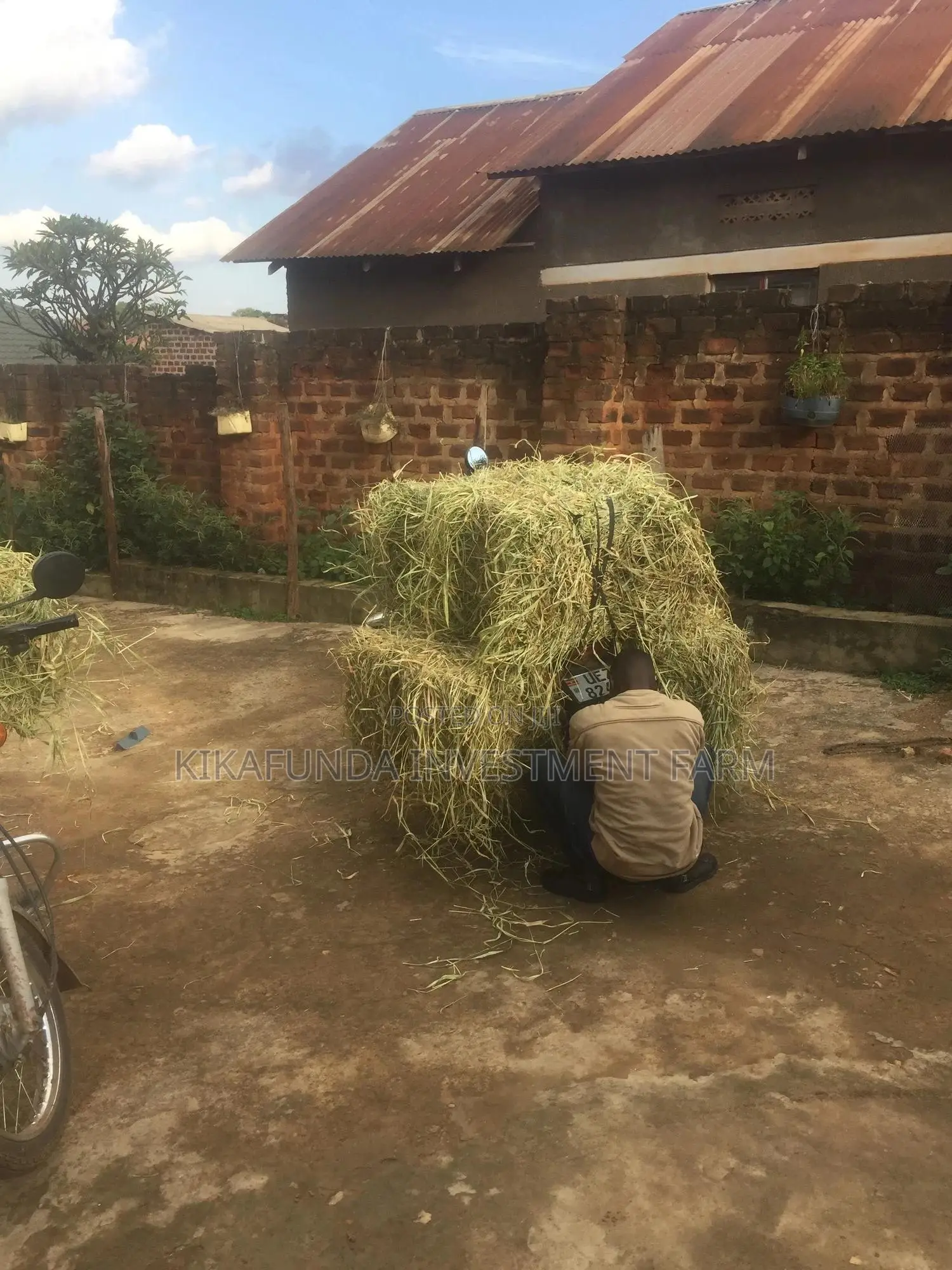 Rabbit Hay 17 KGS