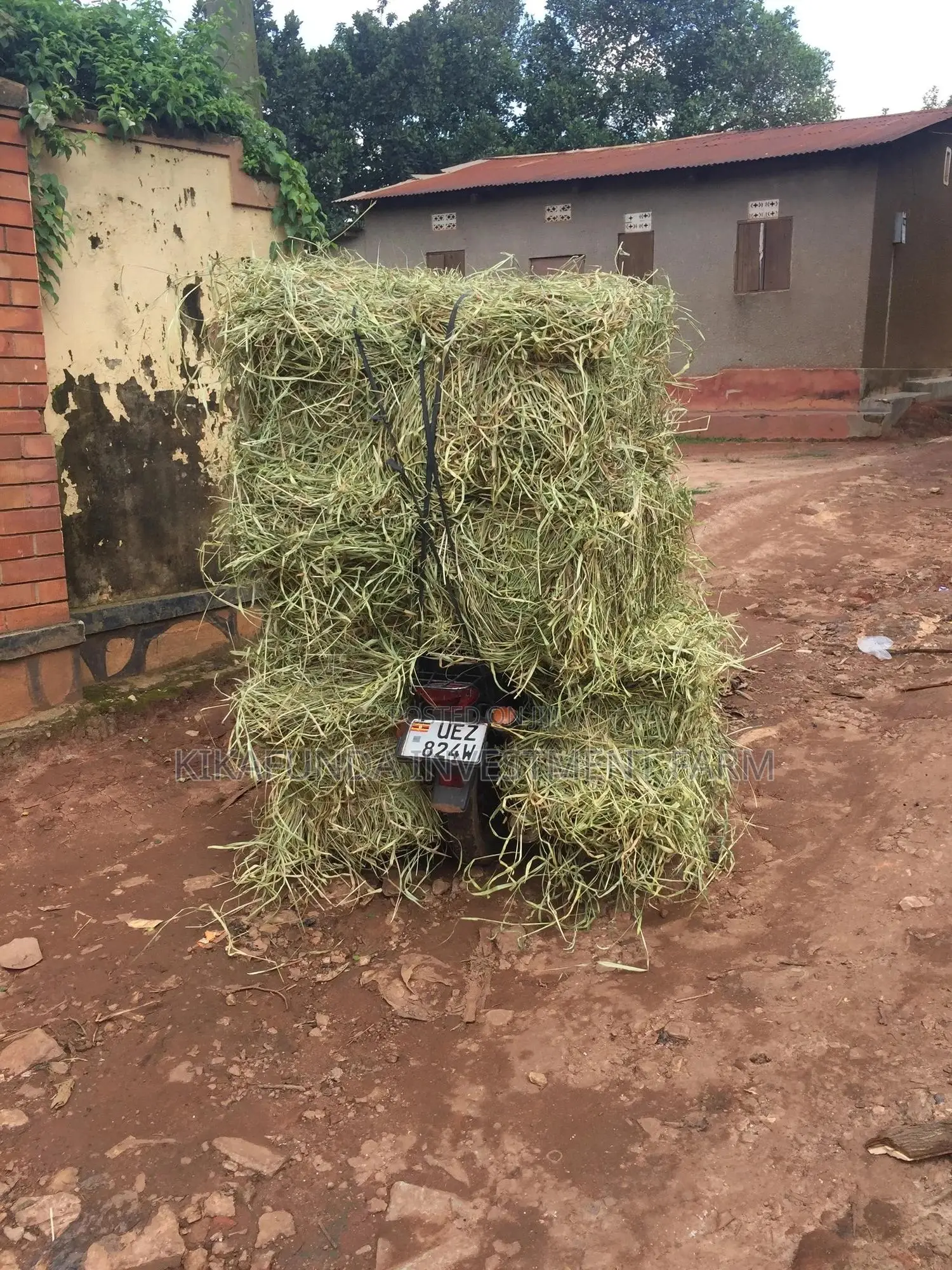 Rabbit Hay 17 KGS
