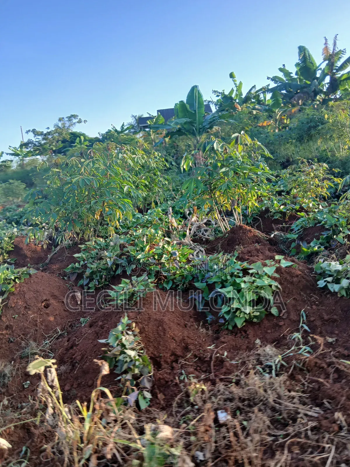 Lpot 4 Sale in Bwerenga Bugiri Kawuku Entebbe Rd With Land Title