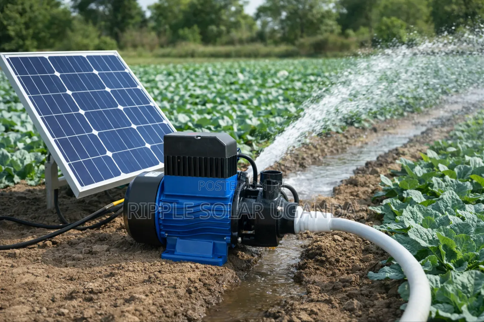 250w Solar Surface Water Pump 25m Head Irrigation Pump 24v