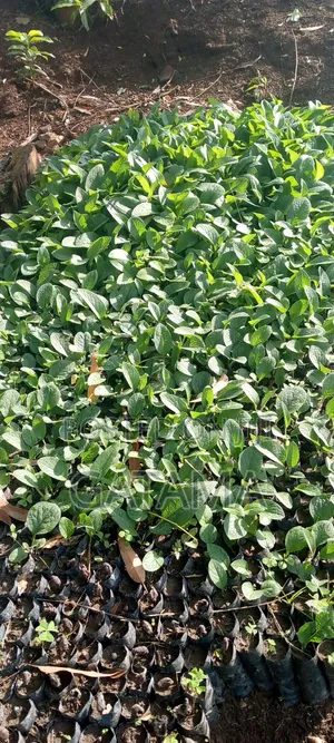 Comfrey Seedlings/Symphytum Officinale