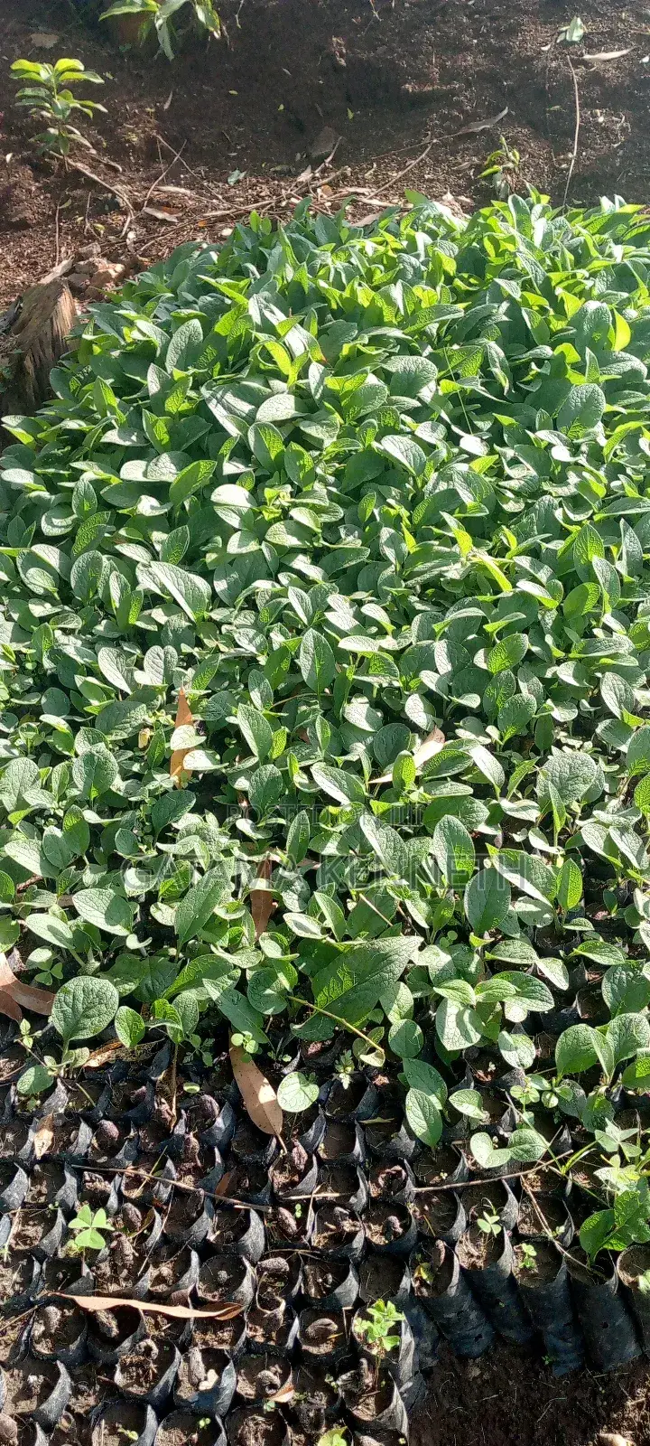 Comfrey Seedlings/Symphytum Officinale