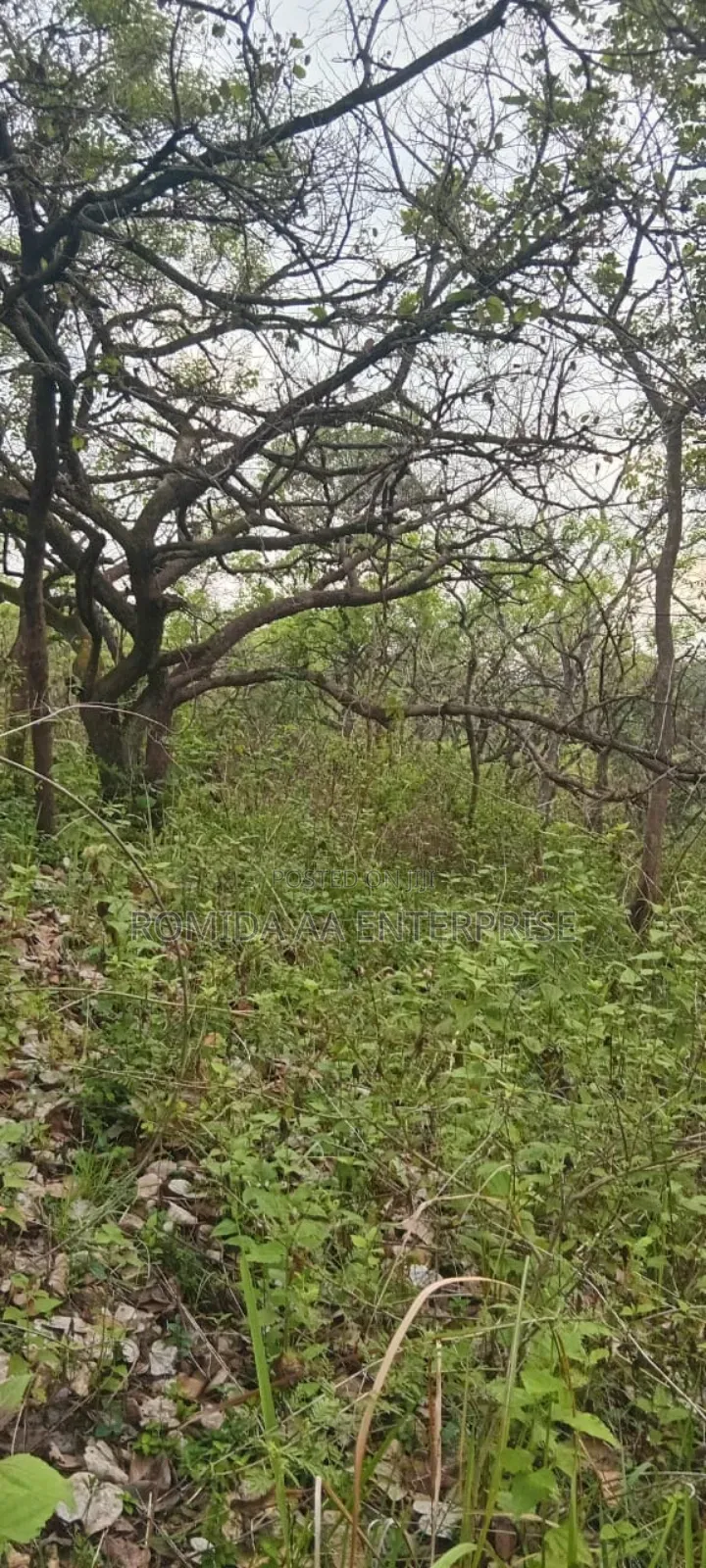 Farm Land for Sale in Amuru
