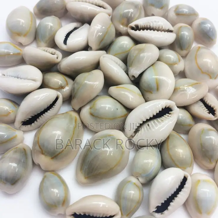 Cowrie Shells