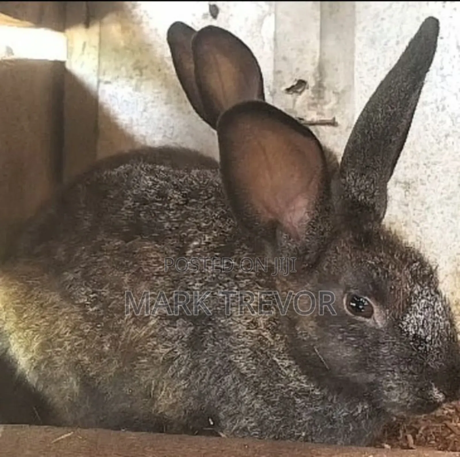 Best Rabbits Ug