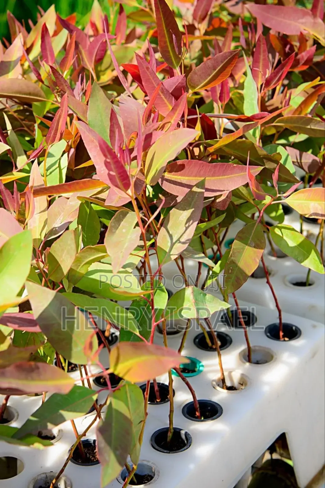 Eucalyptus( Kalitunsi) Gu7/8,South Africa,Local