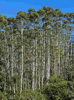Eucalyptus( Kalitunsi) Gu7/8,South Africa,Local