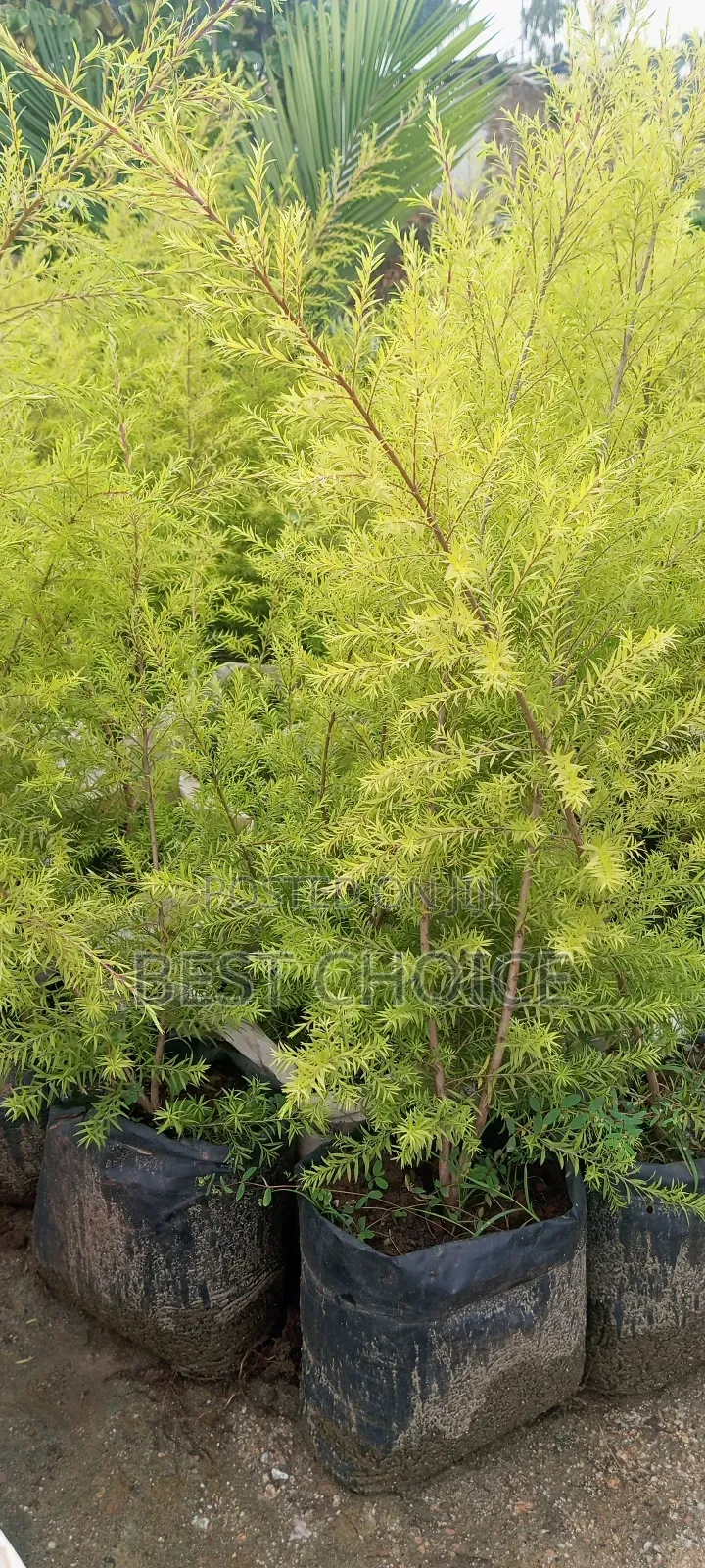Bottle Brush, Striking Foliage, Aromatic Leaves.