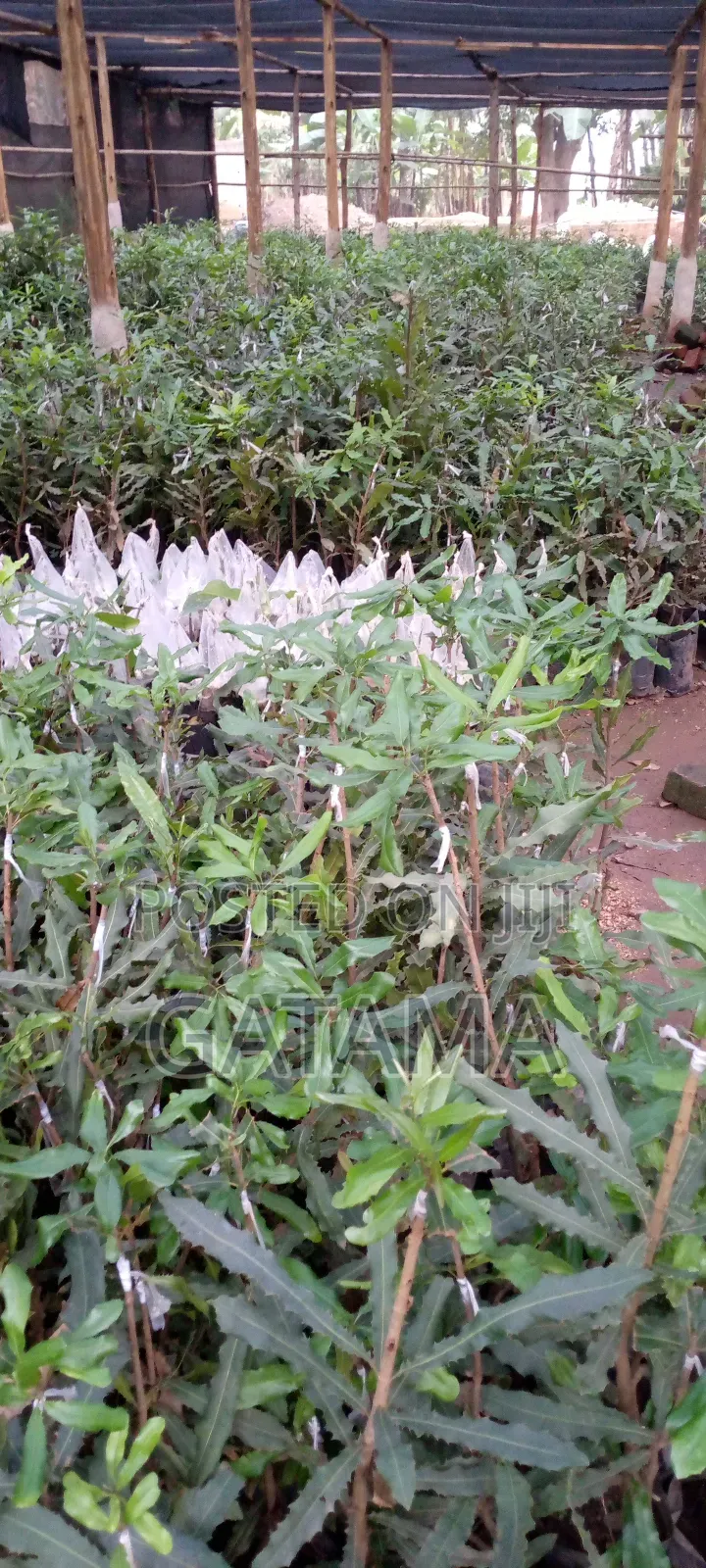 Grafting Services