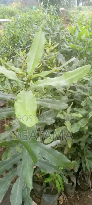 Grafting Services
