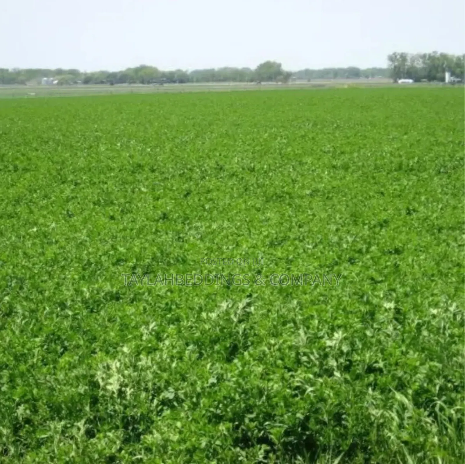 Lucerne Alfalfa Grass Seeds Multi Cut Grass for Cow and Goat