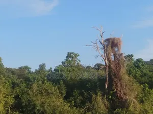 Namasumbi Land for Sale 1.3acre