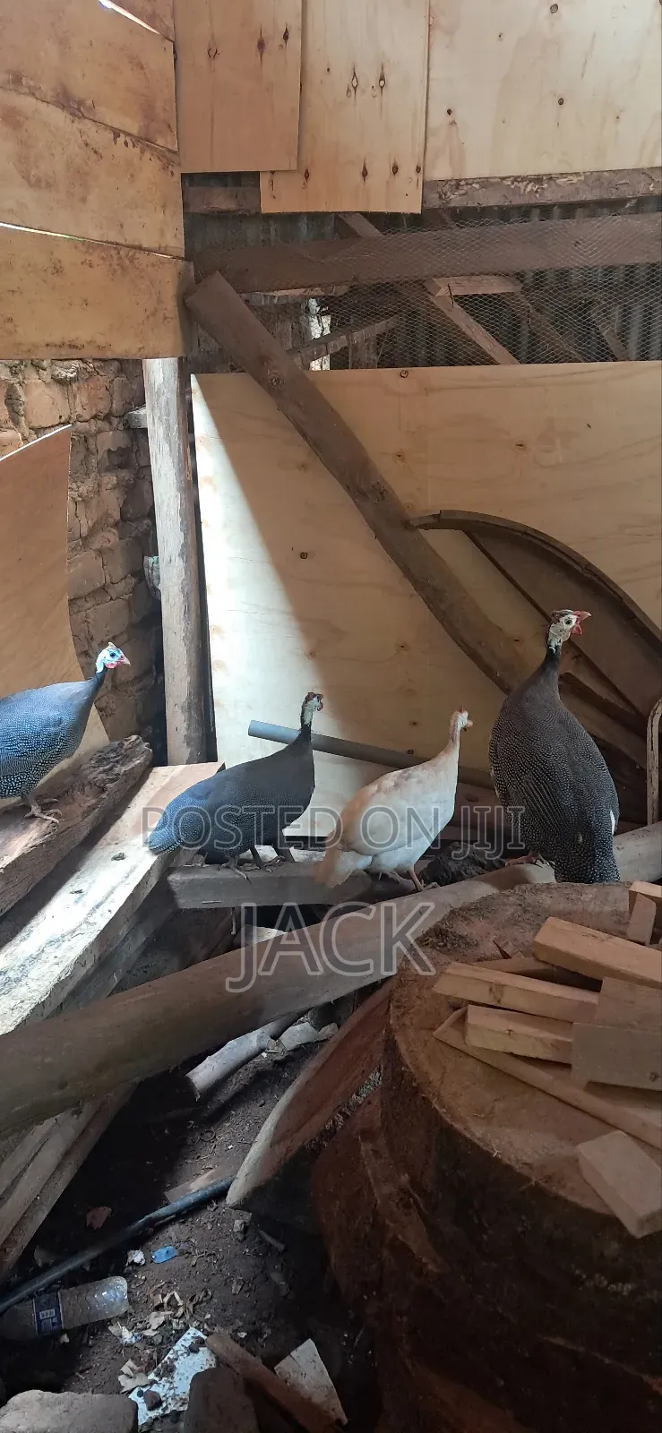 Guinea Fowls