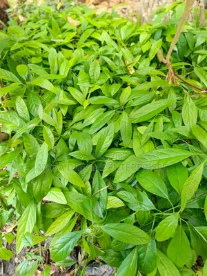 Hass Avocado Seedlings