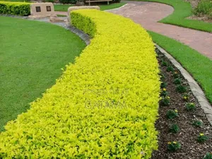 Pruning and Hedging Services