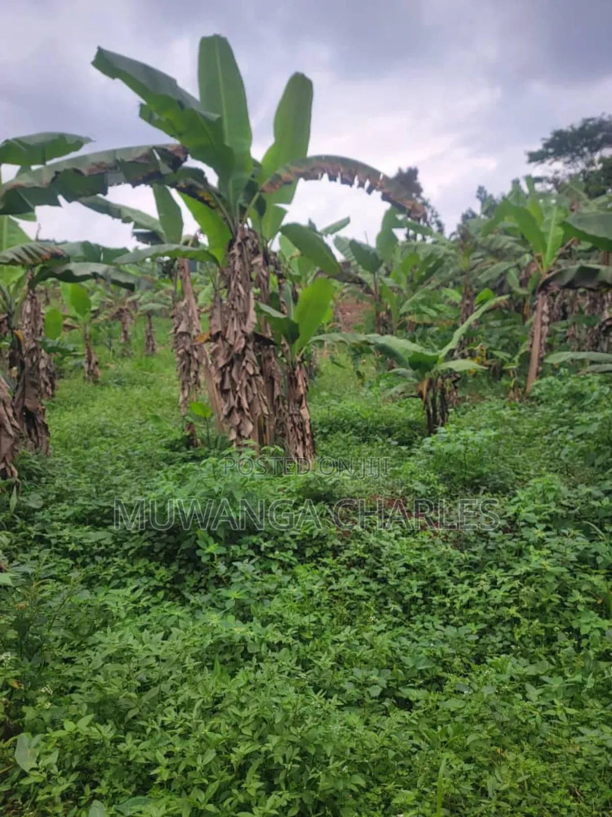 4acres of Land on Sale in Kalule Bombo Road