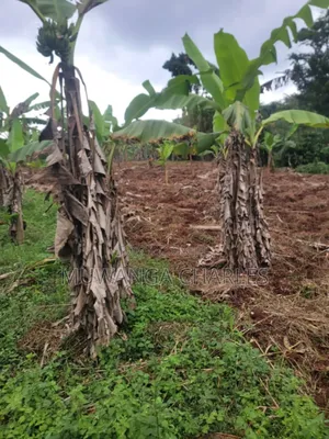 4acres of Land on Sale in Kalule Bombo Road